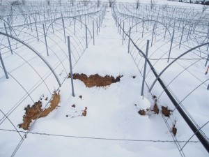 天空のピオーネ農園アグリスジャパン
