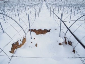 天空のピオーネ農園アグリスジャパン