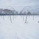 天空のピオーネ農園アグリスジャパン