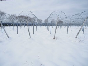 天空のピオーネ農園アグリスジャパン