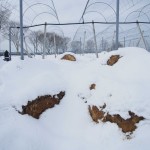 天空のピオーネ農園アグリスジャパン