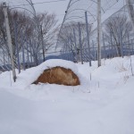 天空のピオーネ農園アグリスジャパン