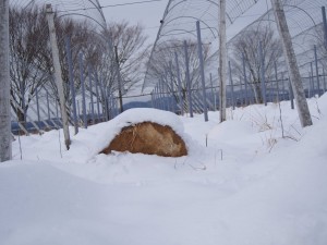 天空のピオーネ農園アグリスジャパン