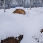 天空のピオーネ農園アグリスジャパン