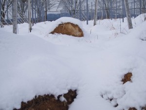 天空のピオーネ農園アグリスジャパン