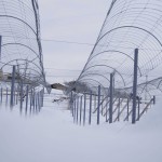 天空のピオーネ農園アグリスジャパン