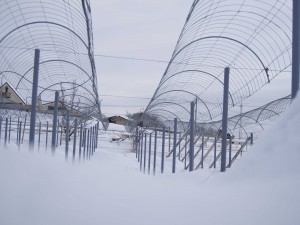 天空のピオーネ農園アグリスジャパン