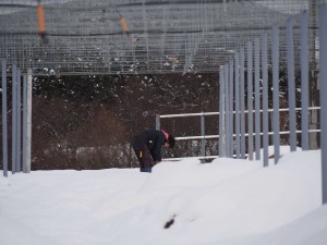 天空のピオーネ農園アグリスジャパン