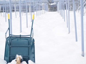 天空のピオーネ農園アグリスジャパン