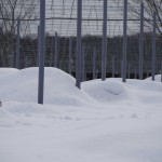 天空のピオーネ農園アグリスジャパン