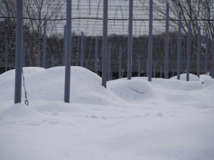 天空のピオーネ農園アグリスジャパン