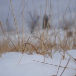 天空のピオーネ農園アグリスジャパン