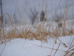 天空のピオーネ農園アグリスジャパン