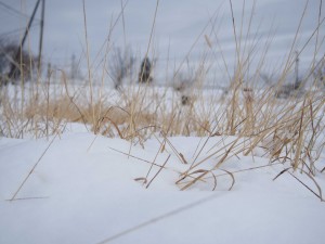 天空のピオーネ農園アグリスジャパン