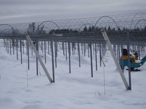 天空のピオーネ農園アグリスジャパン
