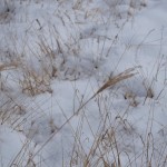 天空のピオーネ農園アグリスジャパン