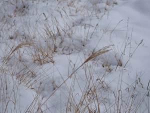 天空のピオーネ農園アグリスジャパン