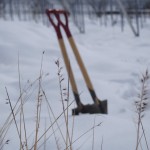 天空のピオーネ農園アグリスジャパン