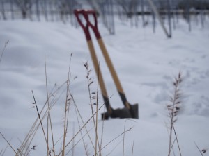 天空のピオーネ農園アグリスジャパン