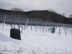 天空のピオーネ農園アグリスジャパン