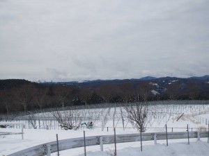 天空のピオーネ農園アグリスジャパン
