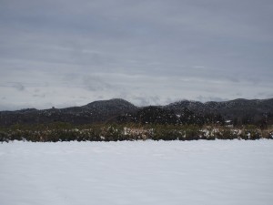 天空のピオーネ農園アグリスジャパン