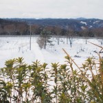 天空のピオーネ農園アグリスジャパン
