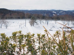 天空のピオーネ農園アグリスジャパン