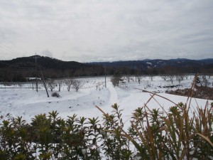 天空のピオーネ農園アグリスジャパン
