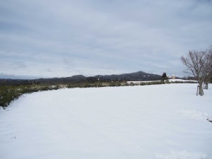 天空のピオーネ農園アグリスジャパン