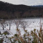 ｐ天空のピオーネ農園アグリスジャパン