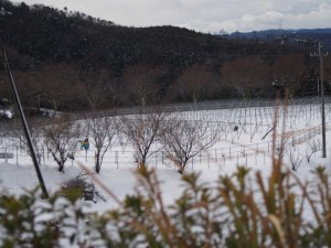 ｐ天空のピオーネ農園アグリスジャパン