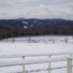 天空のピオーネ農園アグリスジャパン