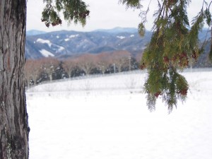 天空のピオーネ農園アグリスジャパン