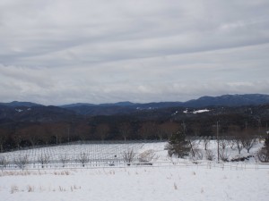 天空のピオーネ農園アグリスジャパン