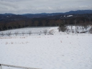 ｐ天空のピオーネ農園アグリスジャパン