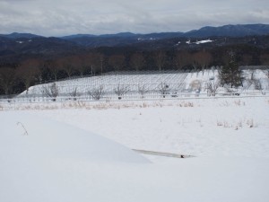 天空のピオーネ農園アグリスジャパン