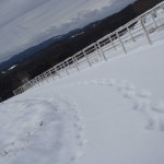 天空のピオーネ農園アグリスジャパン