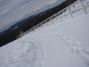 天空のピオーネ農園アグリスジャパン