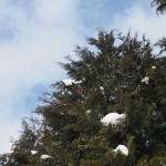 天空のピオーネ農園アグリスジャパン