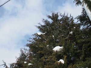 天空のピオーネ農園アグリスジャパン