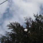 天空のピオーネ農園アグリスジャパン