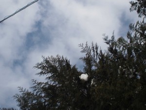 天空のピオーネ農園アグリスジャパン