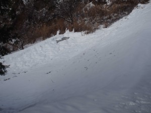 天空のピオーネ農園アグリスジャパン