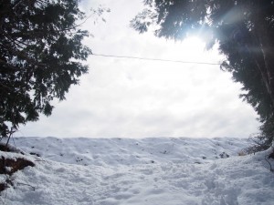 天空のピオーネ農園アグリスジャパン