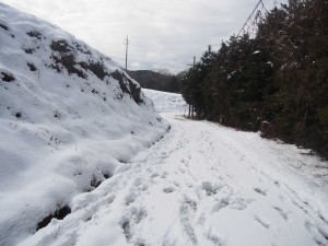 天空のピオーネ農園アグリスジャパン
