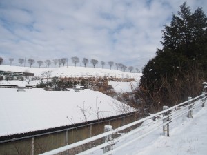 天空のピオーネ農園アグリスジャパン