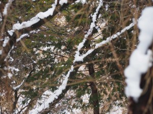 天空のピオーネ農園アグリスジャパン