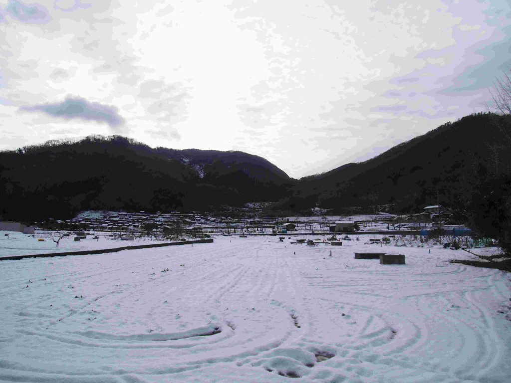 岡山吉備中央町ぶどうピオーネ