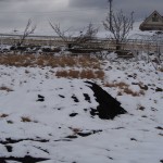 岡山吉備中央町ぶどうピオーネ